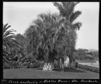 E. W. Hadley standing beside a cocos australis palm on his property, Santa Barbara, 1912