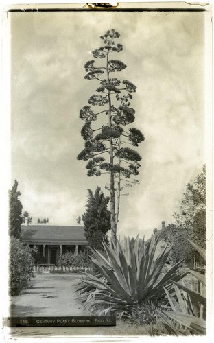Century plant in bloom in front of a house on Pico Street, Los Angeles