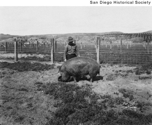 A man standing behind a sow at the Winsor Ranch in Bonita
